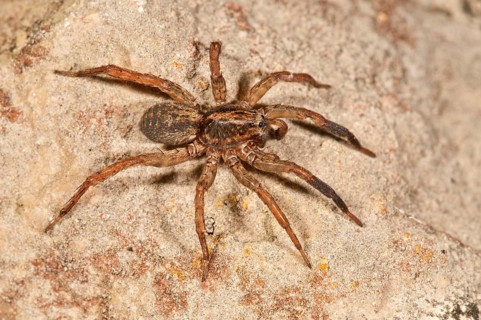 Pardosa lugubris wolf spider (Pardosa lugubris)
