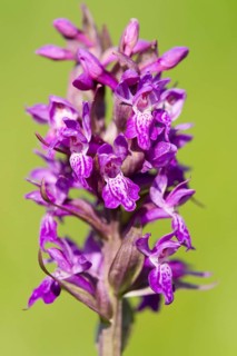 Marsh Orchid (Dactylorhiza majalis)