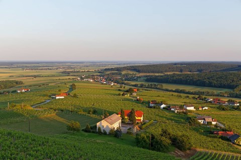 Eisenberg vineyard