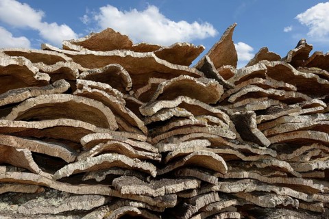 Stacked bark of the Cork Oak (Quercus suber)