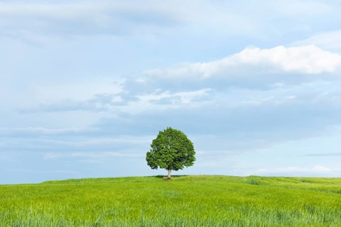 Solitary Lime tree (Tilia spp.) and wooden bench at a barley field
