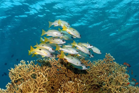 Dory snappers (Lutjanus fulviflamma) over Net Fire Coral (Millepora dichotoma)