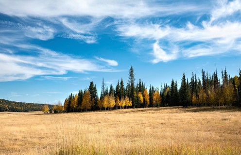 Autumnal colored aspen (Populus sp.) between Spruces (Picea)