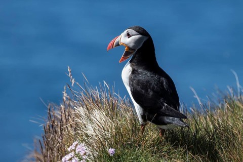 Puffin (Fratercula arctica)