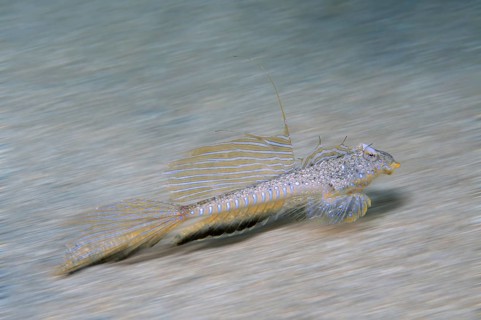 Sailfin Dragonet (Callionymus pusillus)