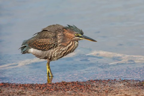 Striated Heron (Butorides striata)