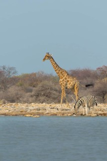 Giraffe and Zebras at a waterhole