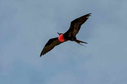 Great Frigatebird (Fregata minor)