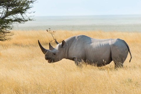 Black Rhino (Diceros bicornis) grazing at the edge of the Etosha Pan