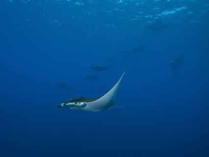 Sicklefin Devil Rays or Box Rays (Mobula tarapacana)