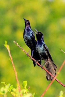 Two Boat-tailed Grackles (Quiscalus major)