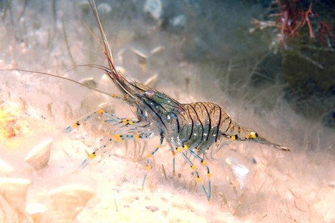 Rockpool Prawn Shrimp (Palaemon elegans)