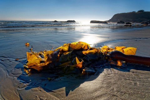 Brown algae (Phaeophyceae) on the sandy beach