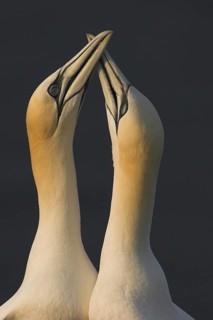 Mating ritual of two Northern Gannets (Morus bassanus)