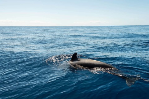 Pilot Whale (Globicephala) emerging from water