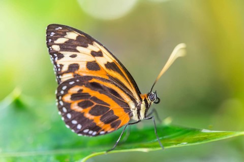Heliconian Butterfly or Longwing Butterfly (Heliconius xanthocles)