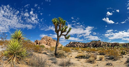 Joshua Tree or Palm Tree Yucca (Yucca brevifolia)