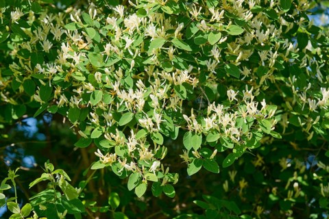Fly Honeysuckle or Fly Woodbine (Lonicera xylosteum)