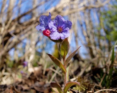 Soft Lungwort (Pulmonaria mollis)