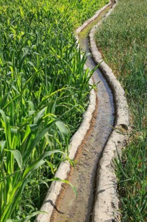 Clear water flowing in a traditional irrigation canal through a green field