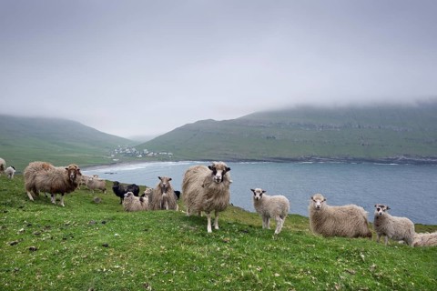 Sheep