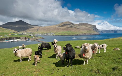 Sheep