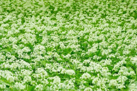 Ramsons or Bear Garlic (Allium ursinum)