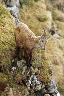 Alpine Ibex (Capra ibex)