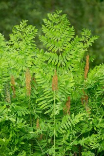 Royal fern (Osmunda regalis)