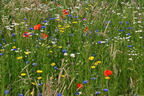 Flower meadow with Cornflowers (Centaurea cyanus)