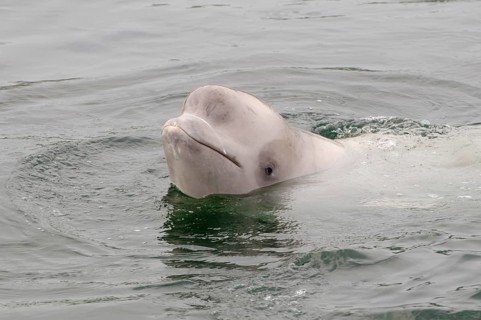 Young Beluga Whale or White Whale (Delphinapterus leucas)