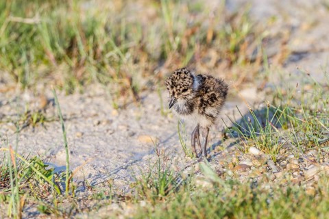 Northern Lapwing (Vanellus vanellus)
