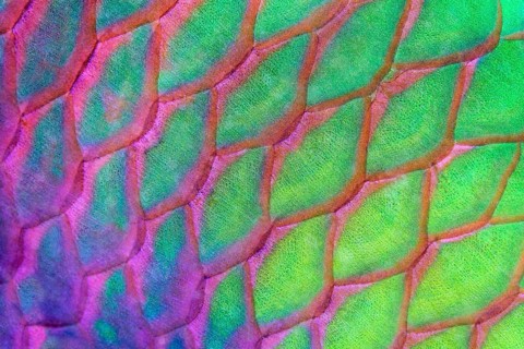 Scales