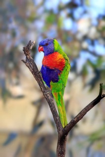 Rainbow Lorikeet (Trichoglossus haematodus)