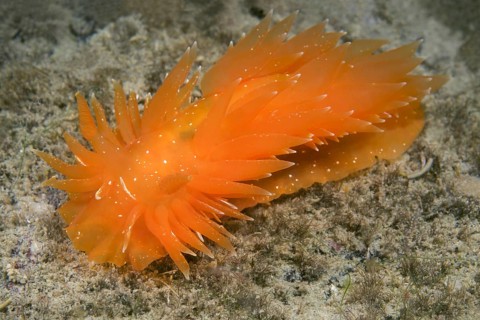 Golden Dirona (Dirona pellucida)