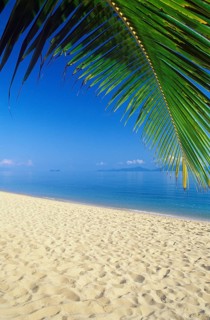 Palm beach