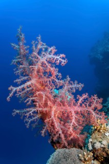 Large Klunzinger's Soft Coral (Dendronephthya klunzingeri) in front of the steep wall of a coral reef