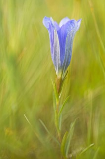 Marsh gentian (Gentiana pneumonanthe)