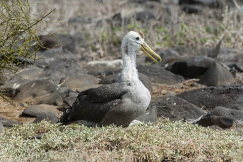 Young Waved Albatross or Galapagos Albatross (Phoebastria irrorata)