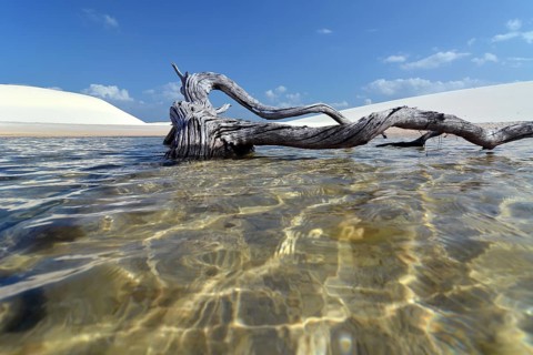Dead tree in a freshwater lagoon