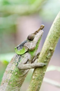 Rhinoceros Chameleon (Furcifer rhinoceratus)