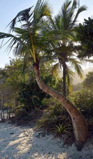 Coconut Palm (Cocos nucifera)