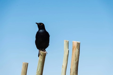 Pale-winged Starling (Onychognathos nabouroup) perched on pole