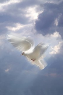 Flying white dove in front of a cloudy sky