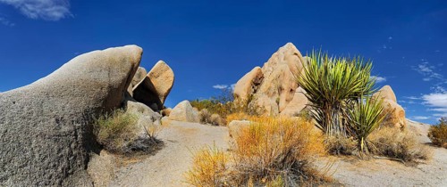 Huge granite rocks of Split Rocks and green Mojave Yucca or Spanish Dagger (Yucca schidigera)