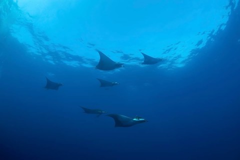 Sicklefin Devil Rays or Box Rays (Mobula tarapacana)