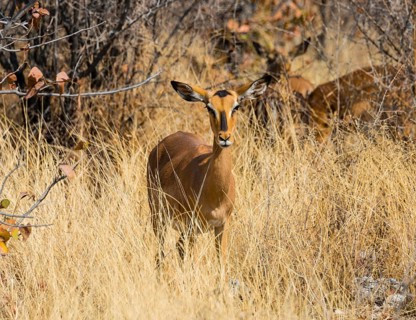 Black Faced Impala (Aepyceros melampus petersi) female standing in tall grass