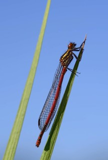 Large Red Damselfly (Pyrrhosoma nymphula)