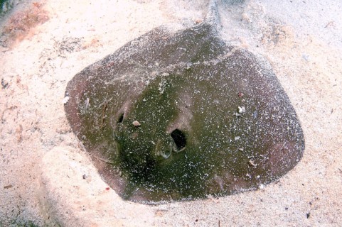 Common Stingray (Dasyatis pastinaca)