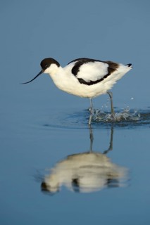 Pied Avocet (Recurvirostra avosetta)